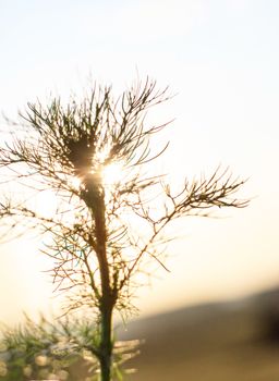 summer plants at sunset light 