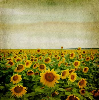 grunge paper background with sunflower