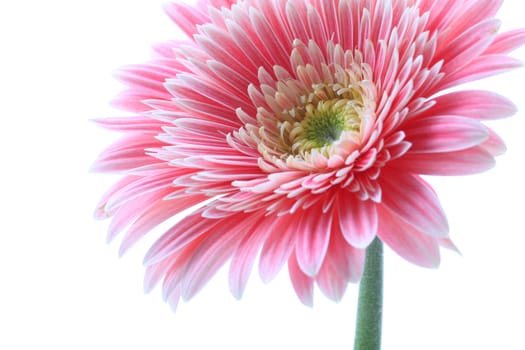 gerbera flower isolated