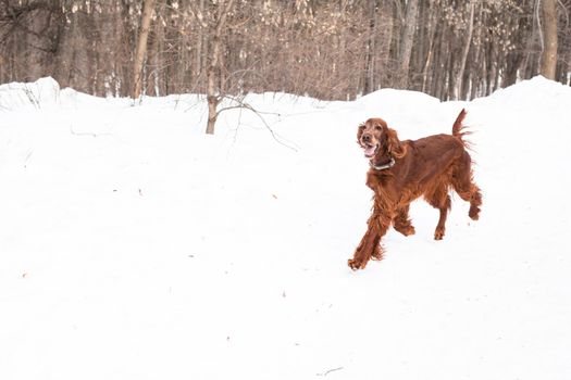 Irish setter walking on snow

