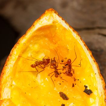 Leaf cutter ant in a dutch zoo