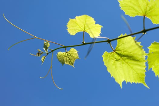 Grape Leaf 