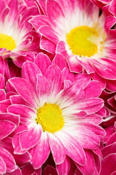 chrysanthemums as background