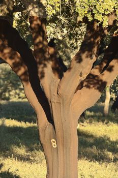 Detail of a cork tree recently stripped - quercus suber - Alentejo, Portugal
