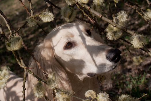 Portrait of white saluiki in willow flowers
