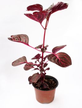nursery flowers in a pot