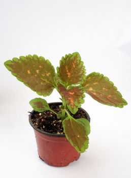 nursery flowers in a pot
