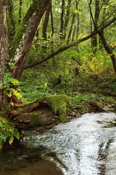 forest river