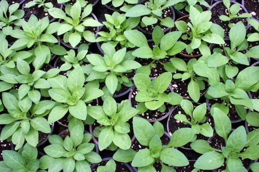 greenhouse production of flowers