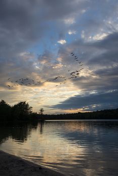 Geese looking to land at sunset on a northern lake