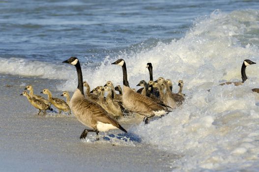 Waves scare the geese out of the water with the young goslings