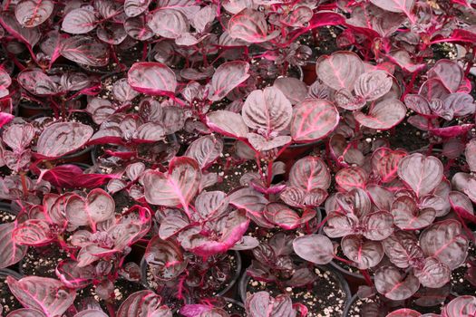 greenhouse production of flowers