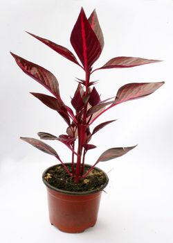 nursery flowers in a pot