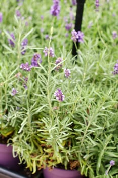 lavender flowers