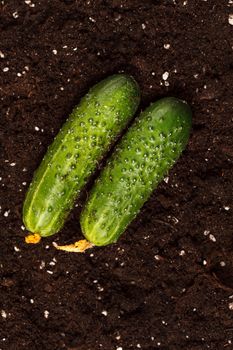 cucumbers on the soil