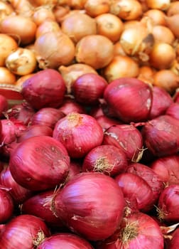 red and white onions as an agricultural background