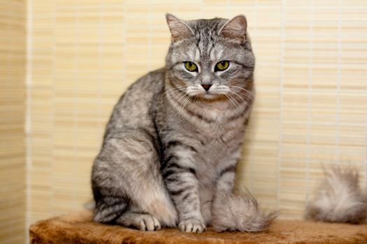 A sitting grey tabby cat
