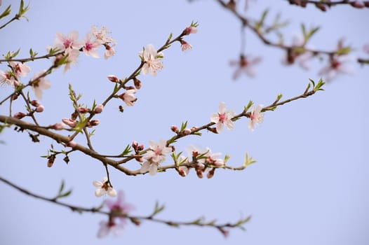 pink Peach blossom in a garden at spring