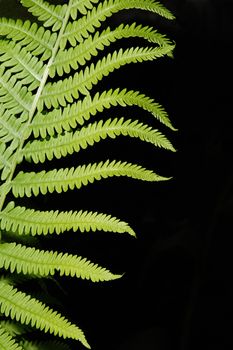 Vertical abstract image of a Boston fern.