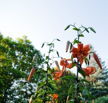 brightly colored orange lily flowers blue sky in the background