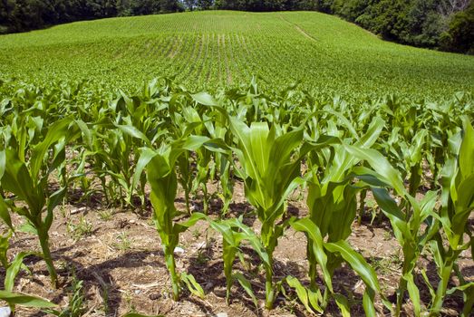 Young corn plants in the foreground of the large corn field.