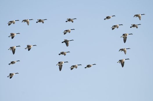 Composite of Canadian Geese spelling the word "Fly"