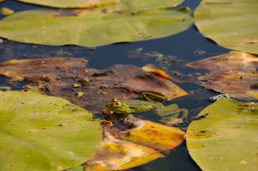 Frog surrounding with lotus leaves