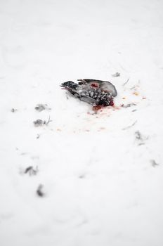 Pigeon killed by ravens isolated on white snow.
