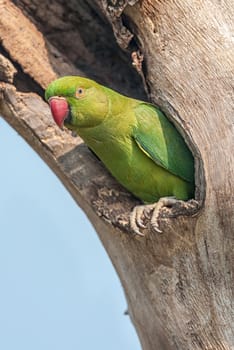 Rose-ringed Parakeet, perched on a tree branch, nature, copy space