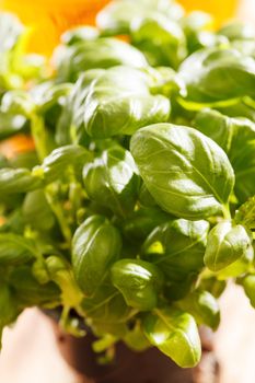 basil in the pot