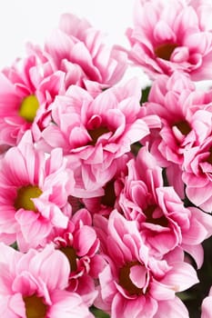 Chrysanthemum Flowers 