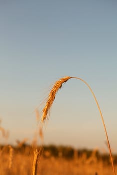 cereal plant 