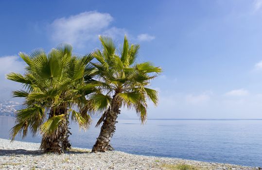Palm trees on a beach in Almunecar, Andalusia region, Costa del Sol, Spain