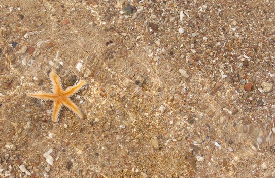 starfish on the beach under the sun