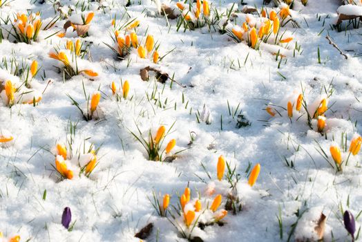 First crocus flowers blooming through the melting snow in the early spring