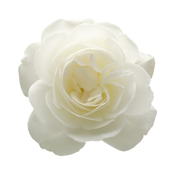 A white rose isolated on a white background.