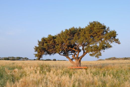 Lonely tree on a meadow