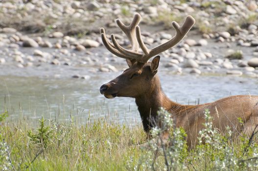 Male elk resting by the river in the early morning, located in Jasper National Park