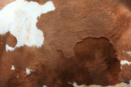 Brown fur carpet with cow skin pattern background