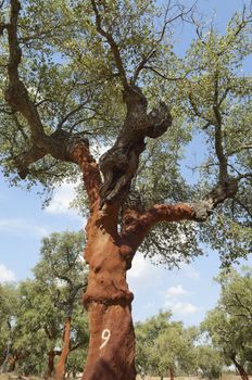 Cork trees - quercus suber - recently stripped, Alentejo, Portugal