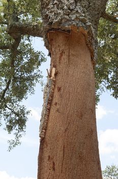 Cork trees - quercus suber - recently stripped, Alentejo, Portugal