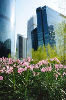 Flowers in the garden against modern urban building background