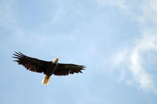 Bald eagle soaring with copy space in the blue sky area