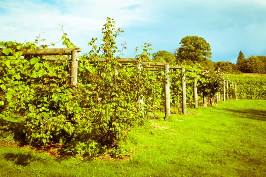 Lovely warm toned image of a vineyard in late summer in the UK