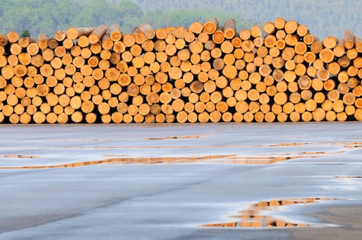 Stack of freshly cut trees with copy space