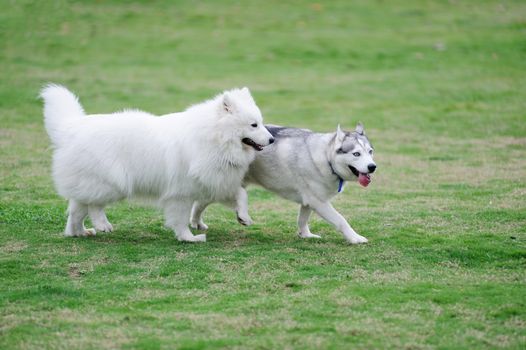 Two dogs playing together in the lawn