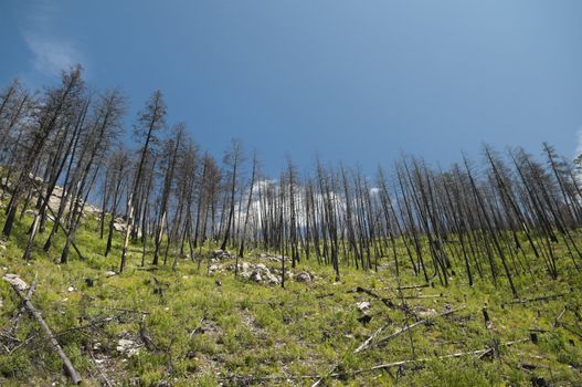 New growth in an area of BC which had a massive forest fire