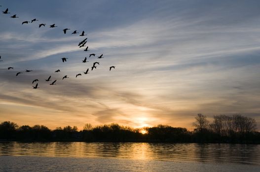 Canadian Geese coming in for a landing on the bay