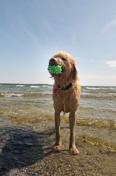Labradoodle looks to play ball at the beach