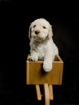 Labradoodle puppy in a toy wheel barrow on black background